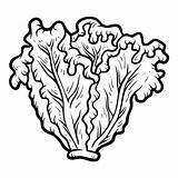 Lettuce Coloring Stock Illustrations – 619  sketch template
