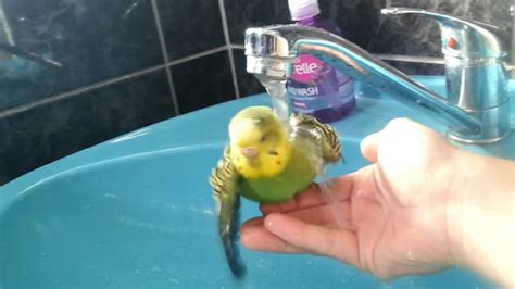 budgie bathes in hands - YouTube