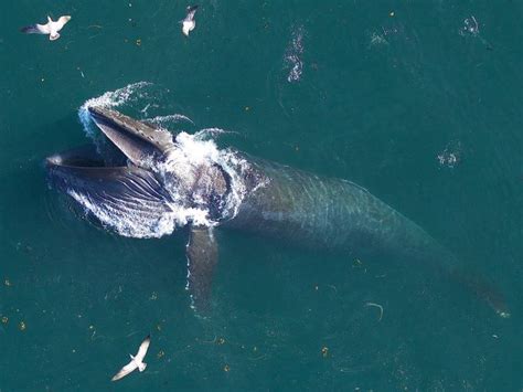 The Biggest Whales Can Eat the Equivalent of 80,000 Big Macs in One Day ...