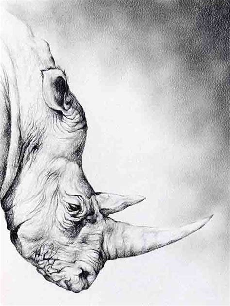 Inspiring Pencil Drawings Of Animals [Realism Art In 2022]