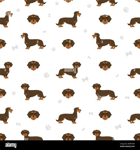 Dachshund wire haired seamless pattern. Different poses, coat colors ...