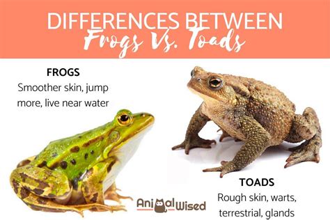 Frog Vs. Toad - What is the Difference? - With Pictures