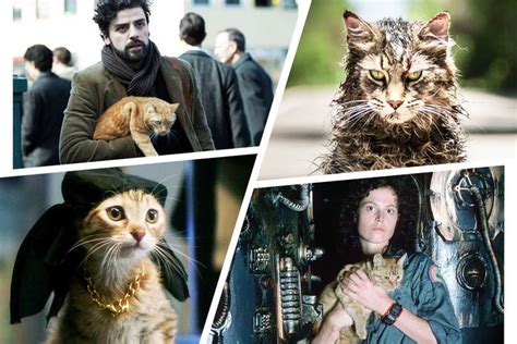 Famous Cat Performances in Movies, Ranked