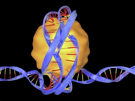 Dna Packaging Photograph by Alfred Pasieka - Pixels