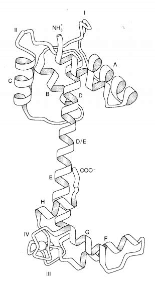 3.15: Troponin C - Chemistry LibreTexts