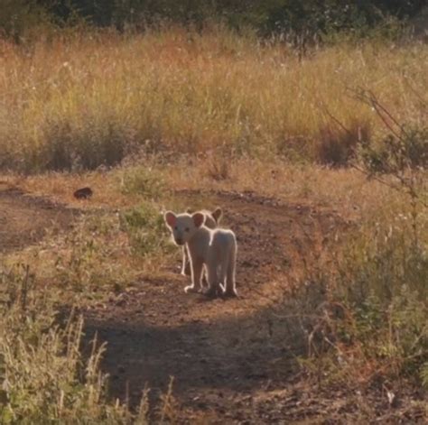 Man Saw The Lioness Walking With Cubs, He Then Noticed One Of Them Was ...