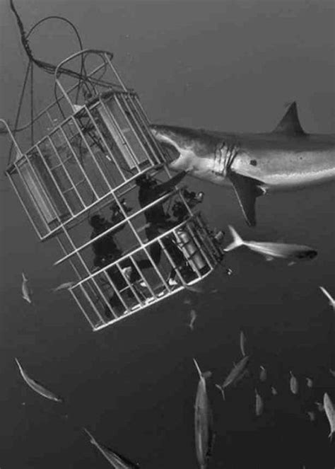 swimming with sharks | Shark cage, Shark, Shark cage diving