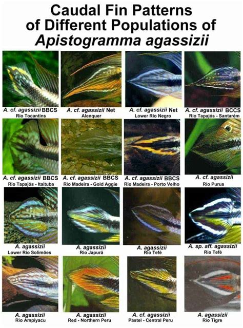 Apistogramma Agassizii – Detailed Guide: Care, Diet, and Breeding - Shrimp and Snail Breeder