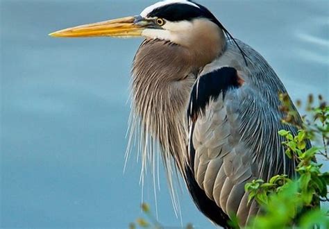 Neches River Nat. Wildlife Refuge - Jacksonville - Visitor and Tourism ...