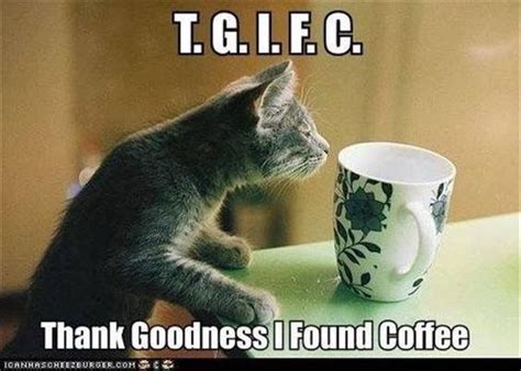 Pin by Trista on Coffee | Cat coffee, Funny animal pictures, Coffee humor