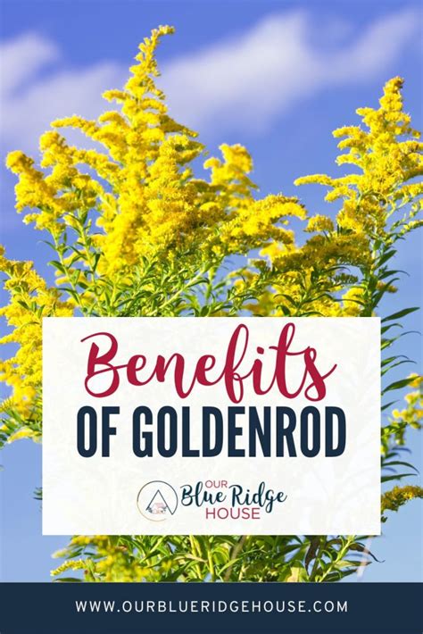 10 Health Benefits of Goldenrod - Our Blue Ridge House