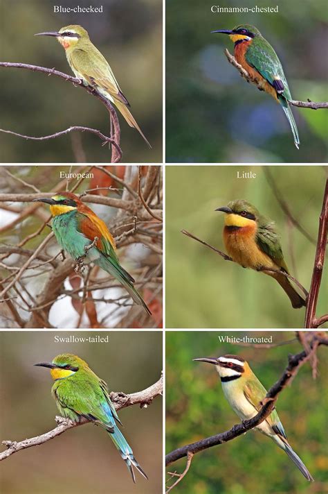 Bee-eater - Wikipedia | Bee eater, Bird facts, Bird species