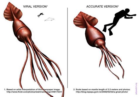 Colossal Squid Vs Kraken