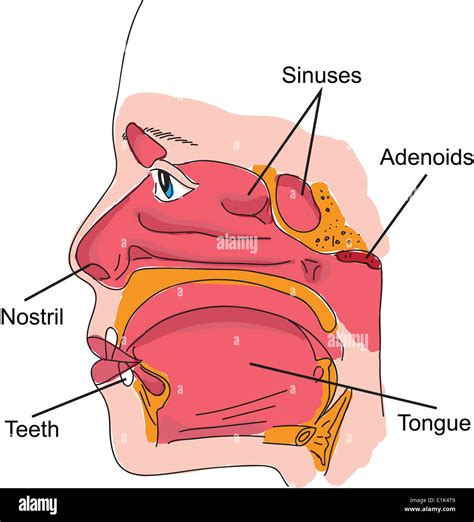 Structure of human nose and mouth anatomy illustration Stock Photo - Alamy