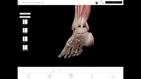 What Is Inversion In Anatomy