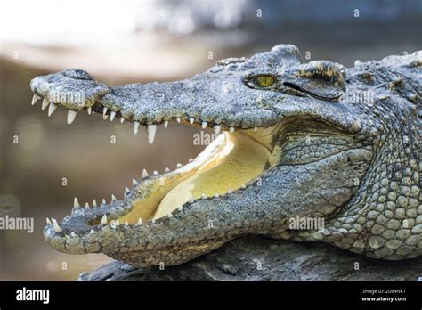 close up crocodile with open mouth Stock Photo - Alamy