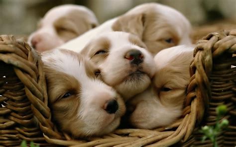 Activating Thoughts: Cute Puppies