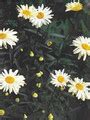 Leucanthemum Shasta Daisy Vulgare May Queen Perennial Seeds