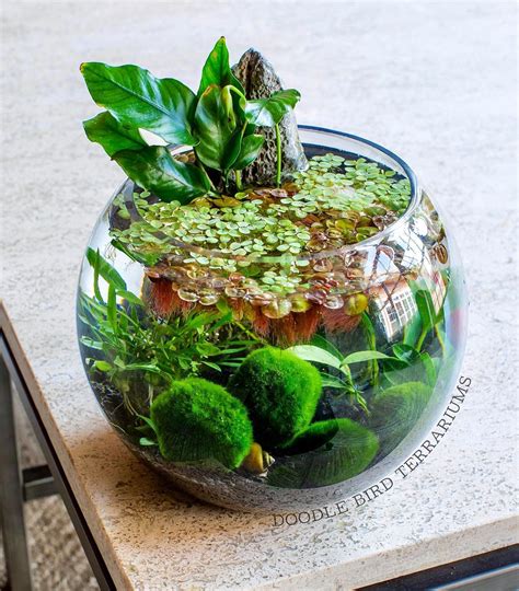 Terrarium Ecosystem Project