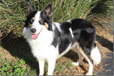 Aurora – Phoenix Rising Border Collie Rescue – North Carolina and South ...