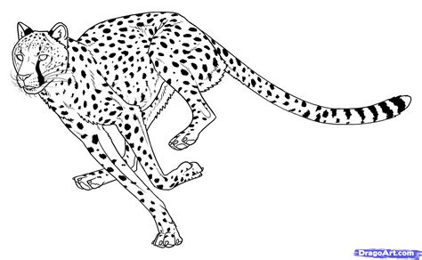 Cheetah Drawing Step By Step at PaintingValley.com | Explore collection of Cheetah Drawing Step ...