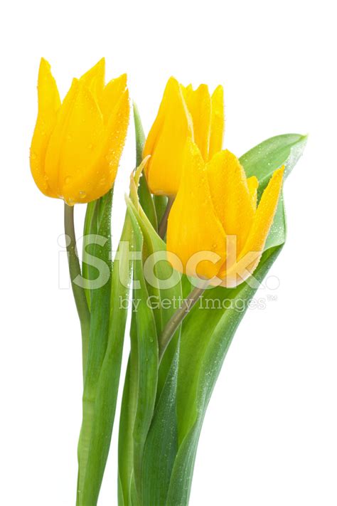 Bouquet Of Yellow Tulips Stock Photo | Royalty-Free | FreeImages