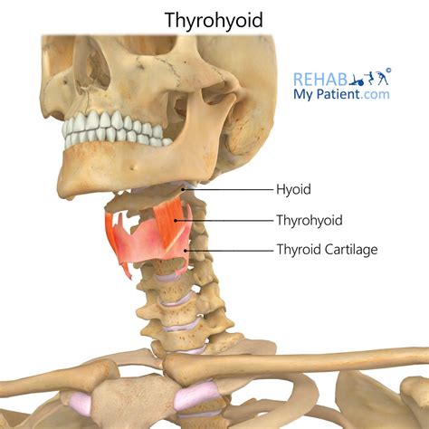 Thyrohyoid | Rehab My Patient