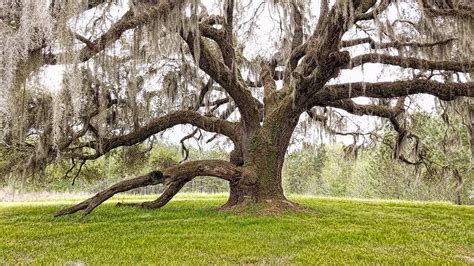 Forrest Gump Live Oak Photograph by Joe Duket - Pixels