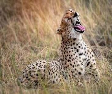 2024, Tanzania Safari Luxury Packages, Tour Itineraries