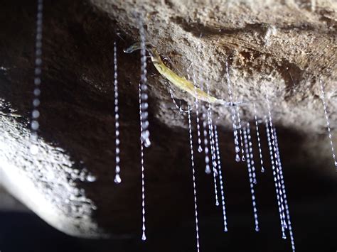 The gross ingredient that glowworms use to make sticky snares | PBS News