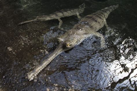 Photos: India's rarest crocodile, the gharial