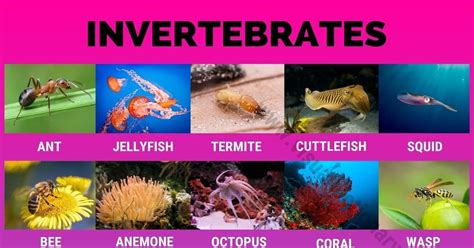 Invertebrates: 40 Great List of Animals that Are Invertebrates - Visual Dictionary ...