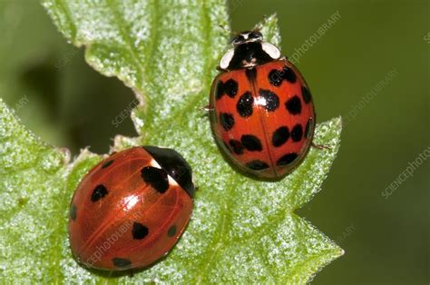 Ladybirds - Stock Image - C013/3774 - Science Photo Library