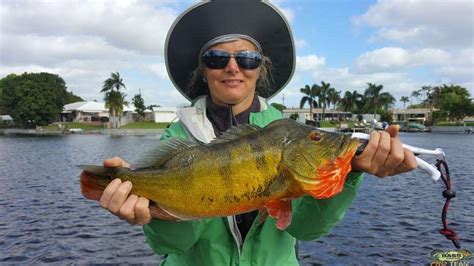 Peacock Bass Photo Gallery Of Fishing In Florida