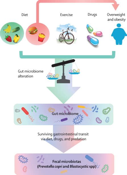 Do Prevotella copri and Blastocystis promote euglycaemia? - The Lancet ...