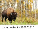 Wild Elk On The Prairie Free Stock Photo - Public Domain Pictures