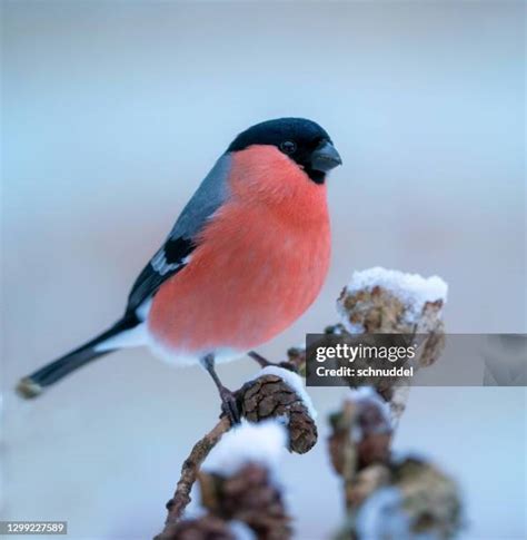 1,916 Bullfinch Stock Photos, High-Res Pictures, and Images - Getty Images