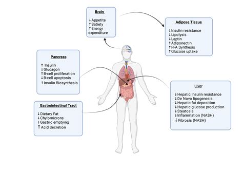 Cureus | Role of Glucagon-Like Peptide-1 Receptor Agonists in the Management of Non-Alcoholic ...