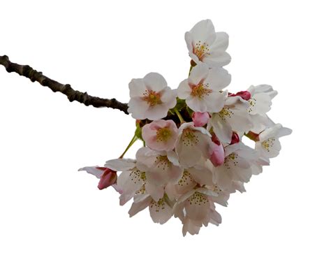 Cherry Blossom Flowers Free Stock Photo - Public Domain Pictures