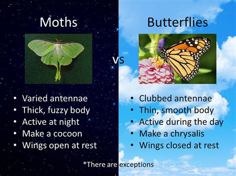 Butterfly Moth