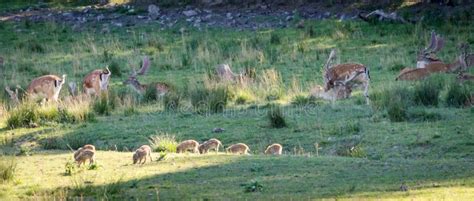 Wild Animals Relaxing on a Grass Field Stock Photo - Image of colorful ...