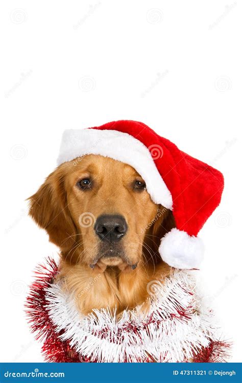 Portrait of a Looking Golden Retriever with Santa Hat and Christmas Garlands Stock Image - Image ...