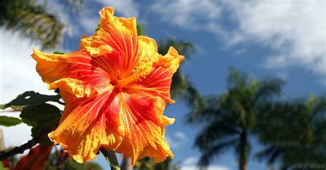 Maui Plant of the Month: Hibiscus