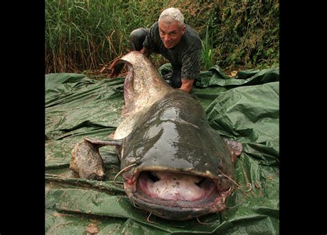 Wels Catfish | River Monsters Wiki | FANDOM powered by Wikia