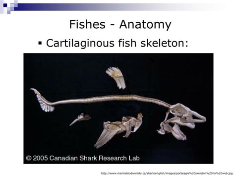 PPT - Marine Vertebrates: Fishes (part 2) PowerPoint Presentation - ID:4147641