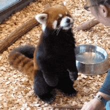 Red Panda Gif - GIFcen