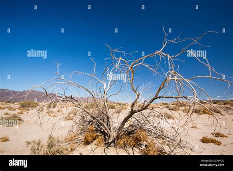 A dead bush in the Mojave Desert in California, USA Stock Photo - Alamy