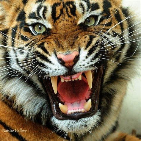 growl | Accend | Tiger roaring, Tiger facts, Angry tiger