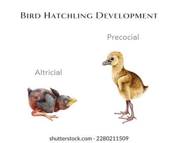 Bird Hatchling Development Study Table Watercolor Stock Illustration 2280211509 | Shutterstock