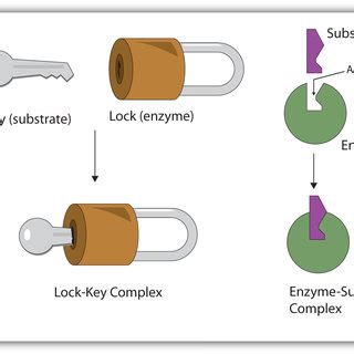 Enzymes Lock And Key Animation